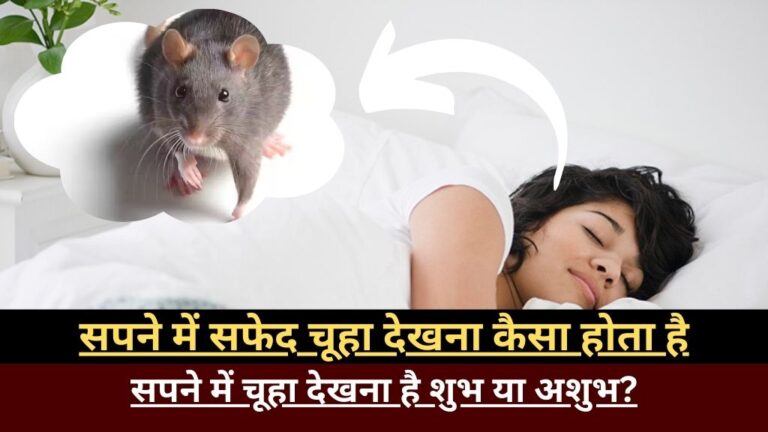Sapne Me Chuha Dekhna kaisa hota hai: सपने में सफेद चूहा देखना कैसा होता है सपने में चूहा देखना है शुभ या अशुभ?