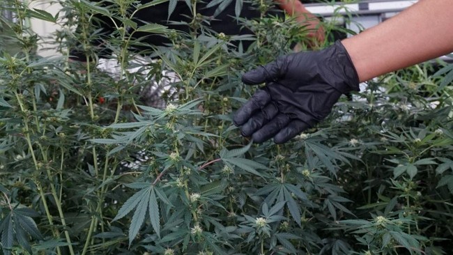 Rumah di Bandung Disulap Jadi Kebun Ganja, Polisi Amankan Pria yang Tinggal Bersama Anak-Istri